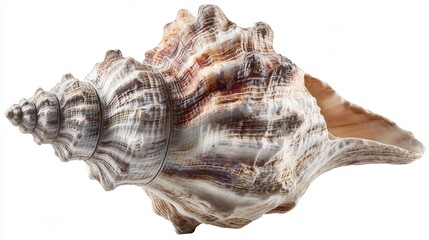 Volute shell isolated on white background