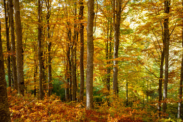 autumn colors, Frignano Regional Park, Lake Santo, Lake Baccio, colorful forests, Pievepelago, Modena