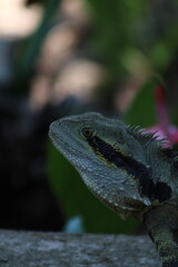 The Australian water dragon