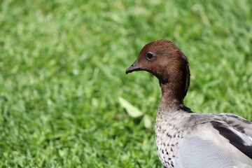 wild duck in the grass