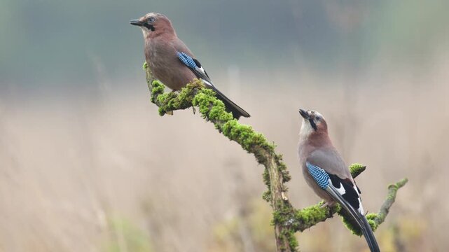 Bird two Eurasian Jay Garrulus glandarius sitting and on the branch autumn time Poland, Europe