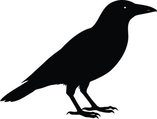Corvid crow bird silhouette icon. Wildlife vector symbol design