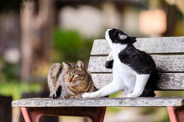 北海道洞爺湖町、ベンチでくつろぐ2匹の野良猫【9月】