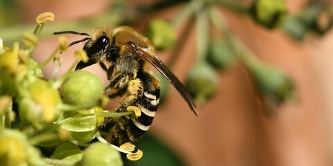 abeille sur une fleur de lierre 1