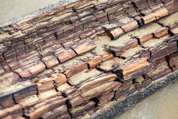focused bark detail, close view of textured bark, zoomedin image of cracked tree bark surface