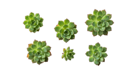 Six rosette-shaped succulents with green leaves on a dark black background, viewed from above