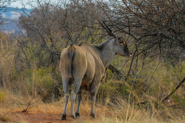 Cape Eland is the largest antelope taken in Rietvlei nature reserve