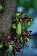 A cluster of sour Bilimbi (Cucumber Tree) fruits hang from a tropical tree branch, set against a soft, bright background. This close-up image is excellent for food, health, or traditional medicine the