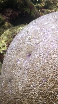 See a large stony coral colony, possibly Porites lutea or Porites lobata, thriving in the clear waters of the Philippines. A vibrant underwater world!