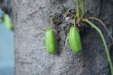 A cluster of sour Bilimbi (Cucumber Tree) fruits hang from a tropical tree branch, set against a soft, bright background. This close-up image is excellent for food, health, or traditional medicine the