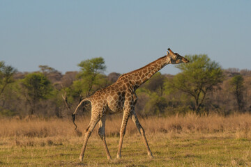 Tall Giraffe in an african safari in Pilanesberg park