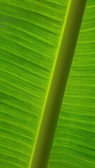 Vein texture of banana leaf, Nature Backgrounds.