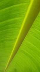 Vein texture of banana leaf, Nature Backgrounds.
