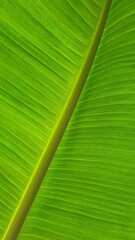 Vein texture of banana leaf, Nature Backgrounds.
