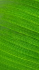 Vein texture of banana leaf, Nature Backgrounds.