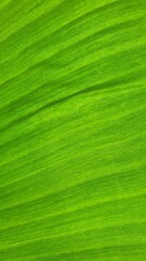 Vein texture of banana leaf, Nature Backgrounds.