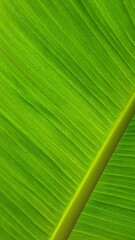 Vein texture of banana leaf, Nature Backgrounds.