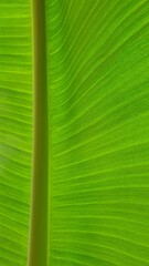 Vein texture of banana leaf, Nature Backgrounds.