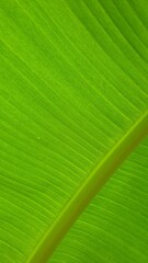 Vein texture of banana leaf, Nature Backgrounds.