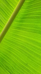 Vein texture of banana leaf, Nature Backgrounds.