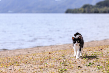 北海道洞爺湖町、湖畔を散歩する野良猫【9月】