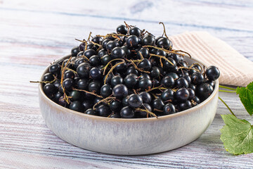 Ripe fresh black currants branches