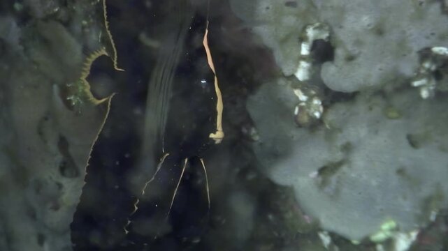 Watch a slender ghost pipefish gracefully move in the clear waters of the Philippines. It blends perfectly with its surroundings in the ocean.