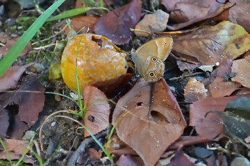 地面に落ちた柿の実の果汁を吸っているヒカゲチョウ