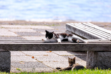 北海道洞爺湖町、湖畔でくつろぐ2匹の野良猫【9月】