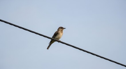A small bird perches on a dark power line against a clear blue sky, showcasing the simple beauty of wildlife in an urban or suburban environment