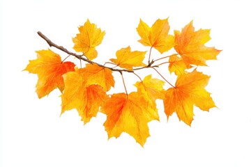 Obraz premium Autumn Maple Foliage Clip Art: Vibrant Yellow and Orange Leaves for Seasonal Designs on White Background