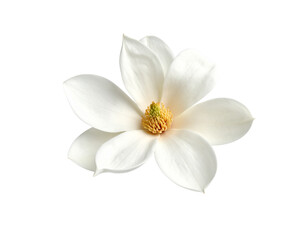 Fototapeta premium isolated white flower