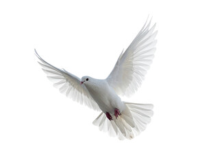 Fototapeta premium isolated graceful white dove mid-air with wings wide open, concept of peace, purity, and divine messenger