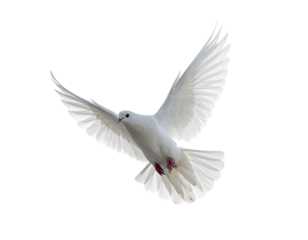 isolated graceful white dove mid-air with wings wide open, concept of peace, purity, and divine messenger