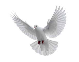 White dove flying with open wings isolated, symbol of peace, freedom and purity