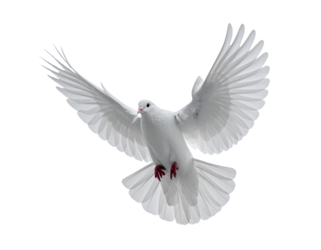 White dove flying with open wings isolated, symbol of peace, freedom and purity