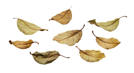 Dry autumn leaves falling isolated on white background, perfect for seasonal and nature projects