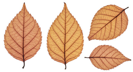 Fototapeta premium Dry brown autumn leaves isolated on white background with detailed veins for seasonal decoration and nature projects