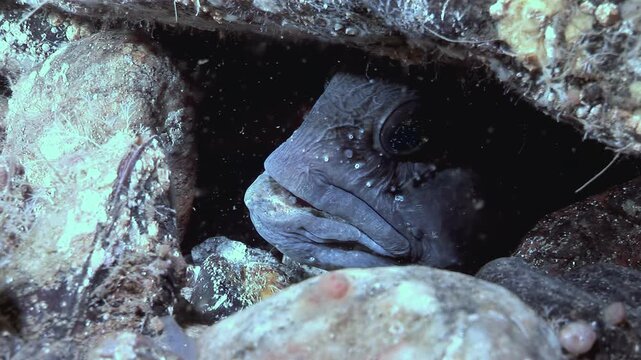 An Atlantic Catfish, or sea wolf, rests inside a small crevice within a rocky underwater habitat. The Anarhichas lupus remains still, partly obscured by the rock. Captured during daylight hours.