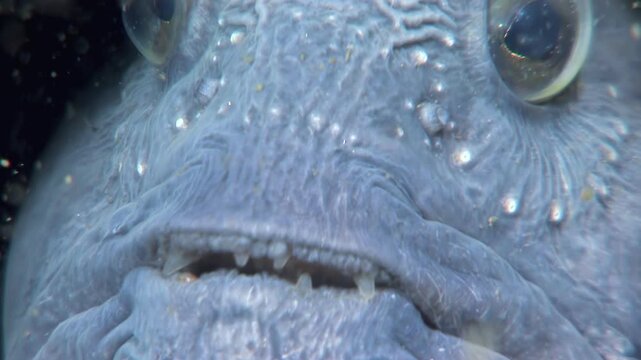 A close view of an Atlantic Wolfish