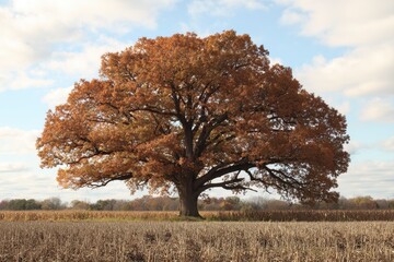 Majestic Bur Oak in Autumn Glory: A Central Missouri Icon Amongst Cornfields and Farm Fields