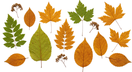 Flat lay of various autumn leaves in orange and green colors isolated on white background, perfect for seasonal decoration and craft projects
