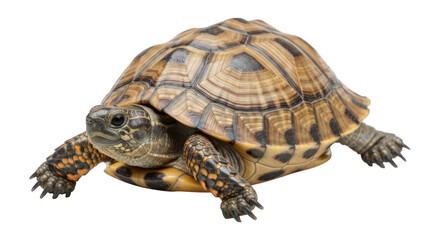 Fototapeta premium Turtle portrait mottled shell, textured skin, eyes focused on the viewer