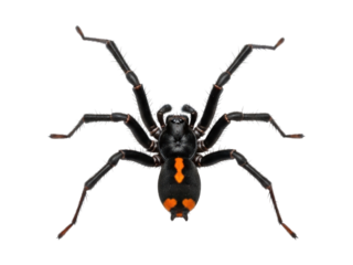 Top-down view of a black spider with orange markings on a solid black background