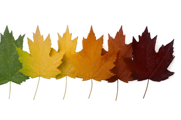 autumn maple leaf - Maple Leaf Color Transition – Row of Seven Leaves from Green to Dark Red on White Background Representing Autumn Senescence and Pigment Evolution