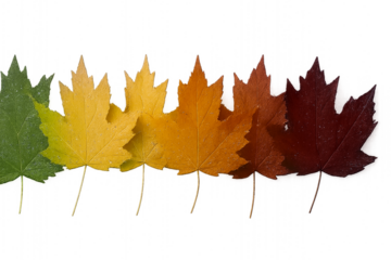 autumn maple leaf - Maple Leaf Color Transition – Row of Seven Leaves from Green to Dark Red on White Background Representing Autumn Senescence and Pigment Evolution