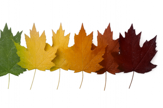 autumn maple leaf - Maple Leaf Color Transition – Row of Seven Leaves from Green to Dark Red on White Background Representing Autumn Senescence and Pigment Evolution