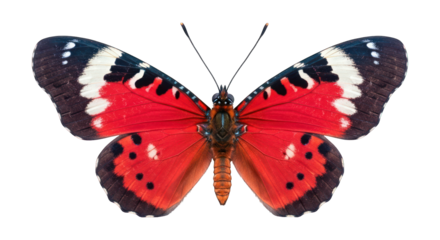 Vivid red butterfly with black, white details against a black background