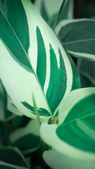 close up of leaves with beautiful leaf outline