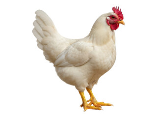 White chicken with red comb standing against a black background